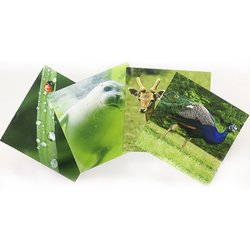 50pcs