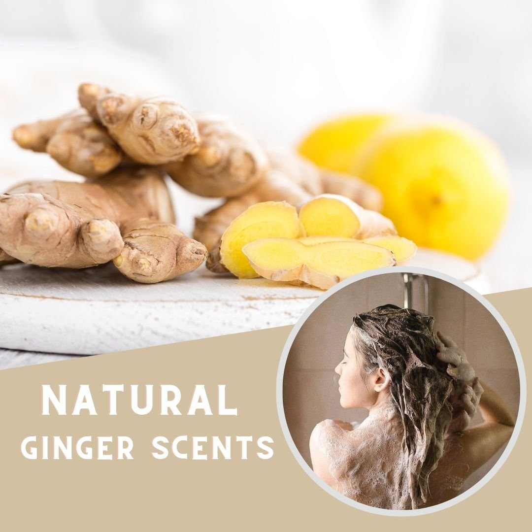 Ginger essence hair shampoo reduced hair loss shampoo