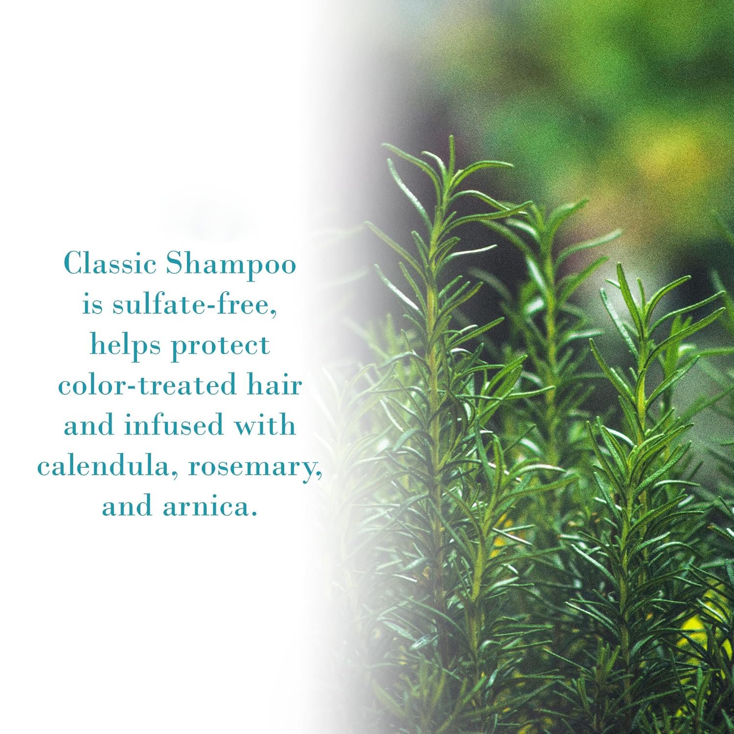 Anti hair loss hair conditioner naturally suitable for all hair types, sulfate free shampoo suitable for both men and women
