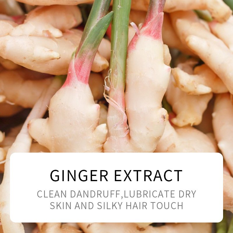 Korea Natural Organic Hair Repair Oil Control Anti-hair Loss 500ml Ginger Essential Hair Shampoo and Conditioner