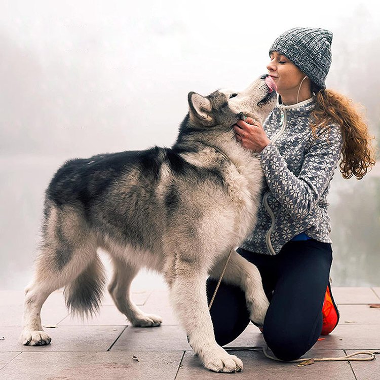 Best selling pet shampoo OEM natural organic cleaning grooming dog shampoo for pets