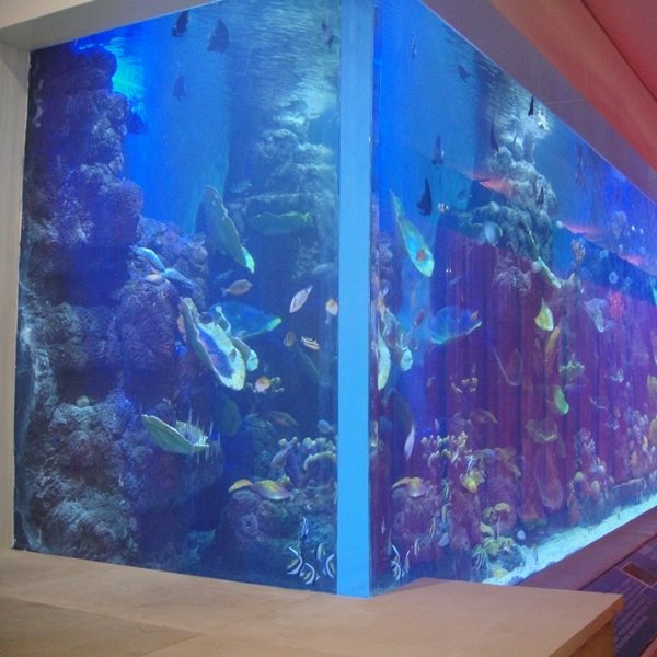 Fish Aquarium Acrylic Fish Tank XC Factory Custom Simple Square Acrylic Indoor Aquariums & Accessories Plastic 20mm--500mm 2.71%