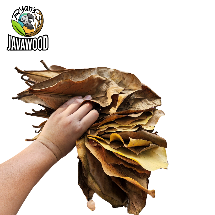 natural leaf accessories and decoration terminalia catappa leaves for fish and aquarium from Indonesia