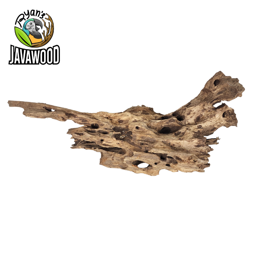 natural driftwood made by altingia excelsa for aquascape or water ornament or aquarium original from Indonesia