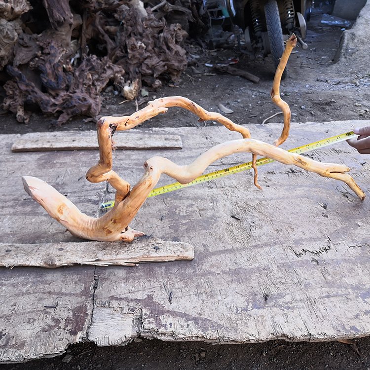 Aquarium bonsai driftwood used for aquarium shrimp fish tank decoration with natural wood
