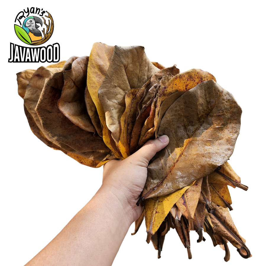 best selling natural products leaf for healthy fish and water terminalia catappa leaves from Indonesia