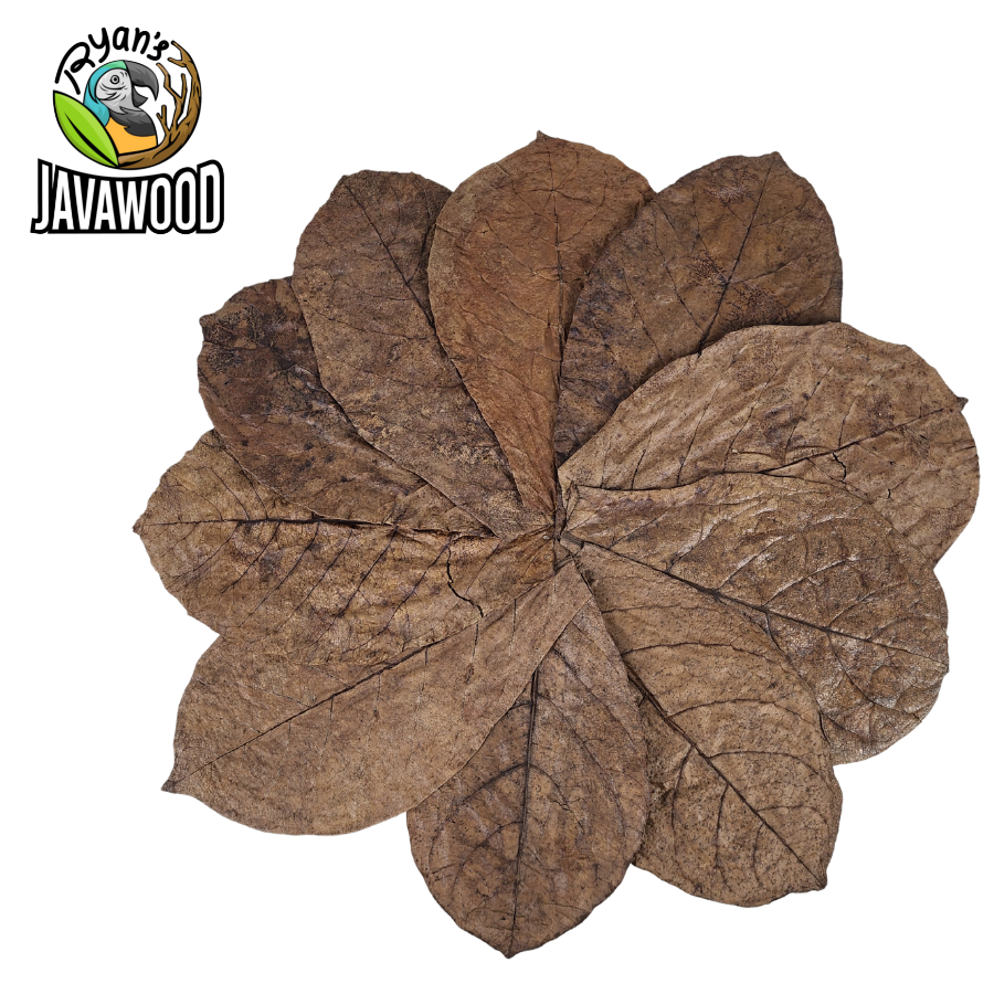best selling natural products leaf for healthy fish and water terminalia catappa leaves from Indonesia
