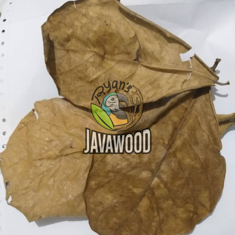 Fermented Terminalia Catappa Indian Almond Leaves for Aquarium High Quality for healthy fish brown tea color