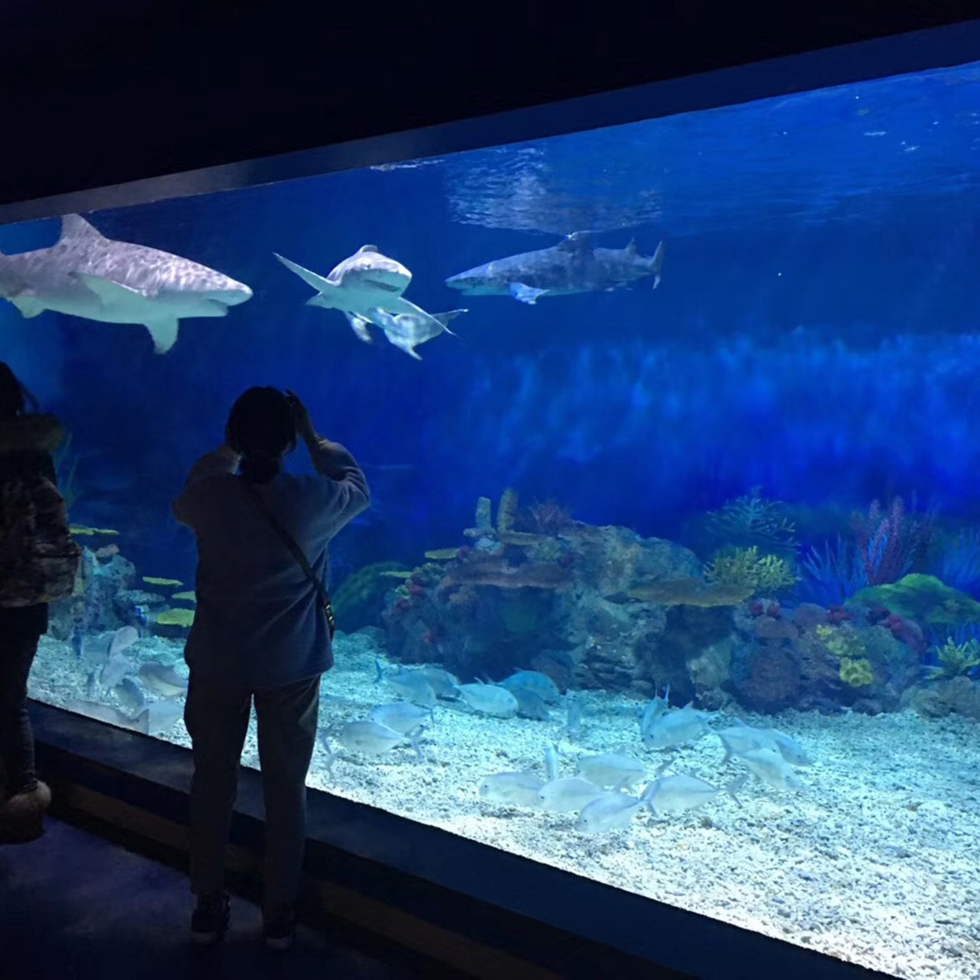 acrylic aquarium mural aquascape fish tank suppliers fish tank glass inside wall fish aquarium