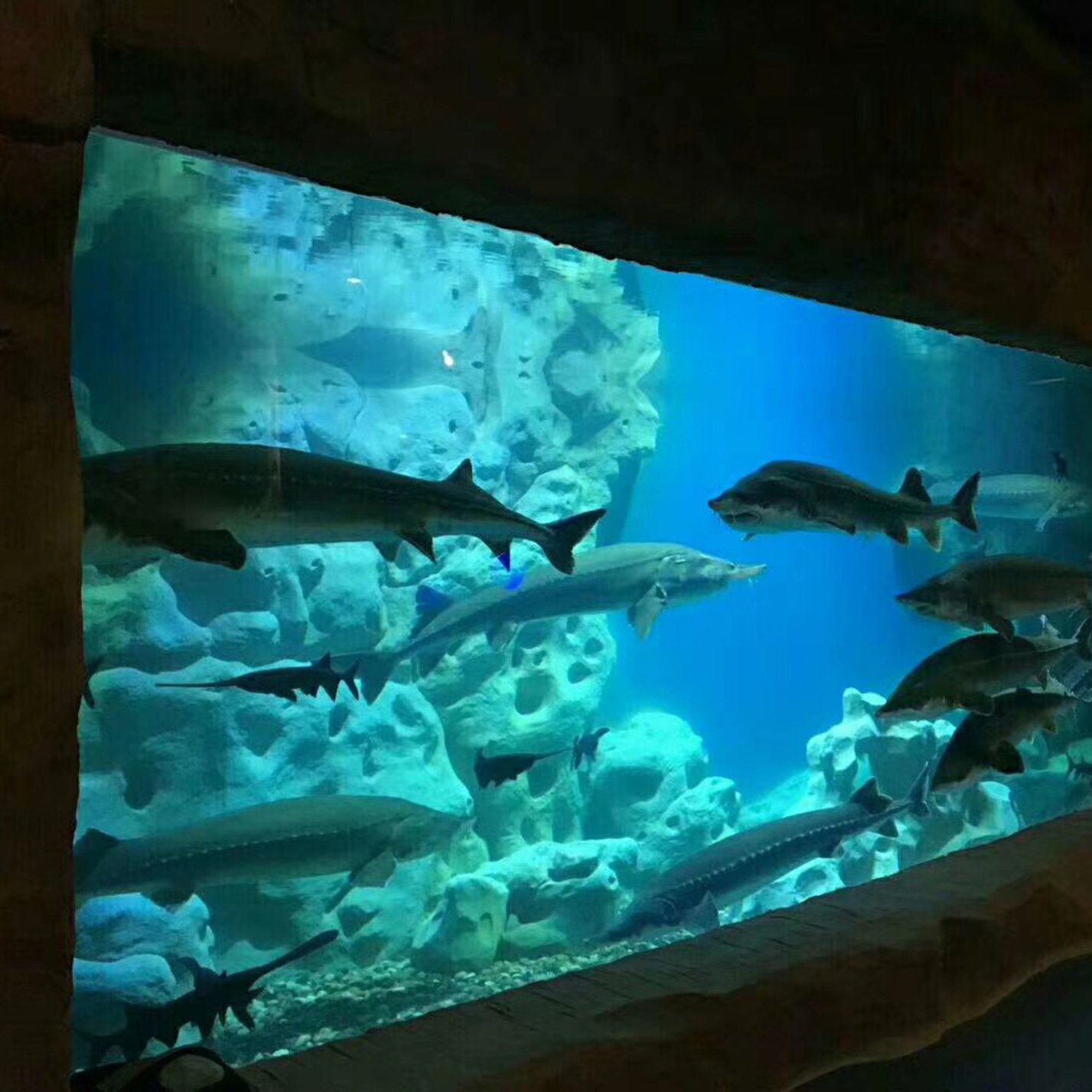 acrylic aquarium mural aquascape fish tank suppliers fish tank glass inside wall fish aquarium