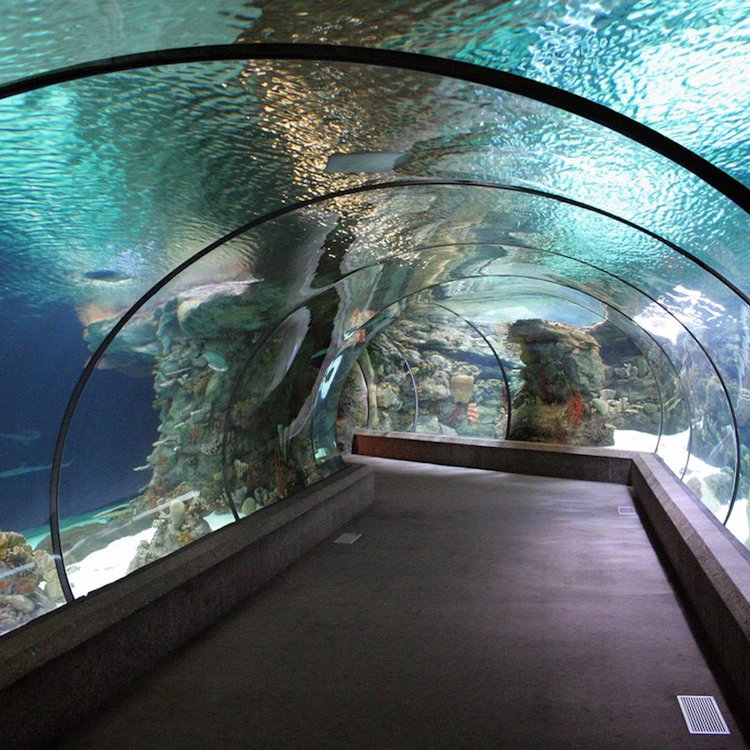 HUASHUAITE 30-year Warranty underwater tunnel with acrylic glass for fish aquarium