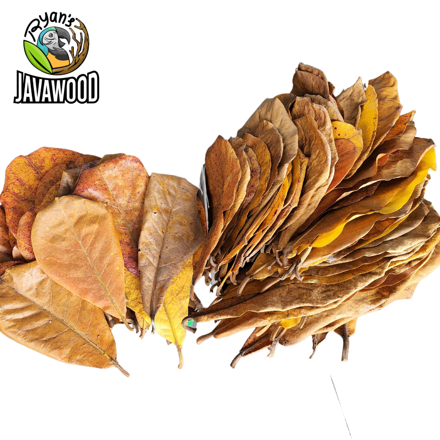 best natural product ever terminalia catappa leaves to balance PH water for healthy fish from Indonesia
