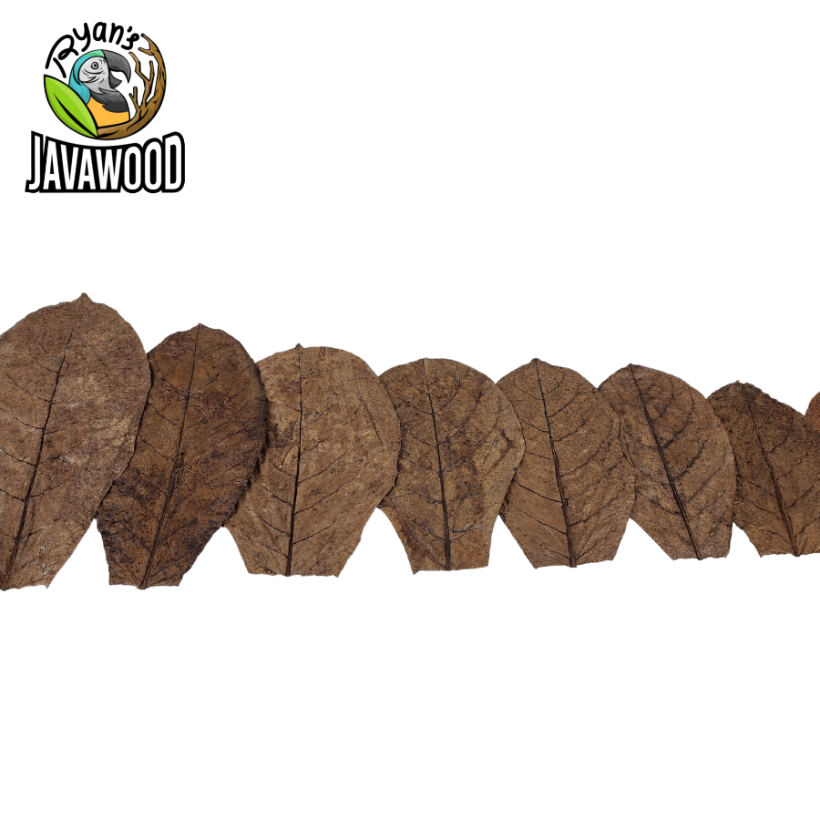 best natural product ever terminalia catappa leaves to balance PH water for healthy fish from Indonesia