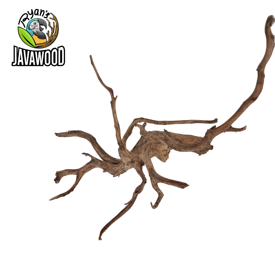 natural decorative spider-shaped wood for accessories decoration aqua scape altingia excelsa from Indonesia