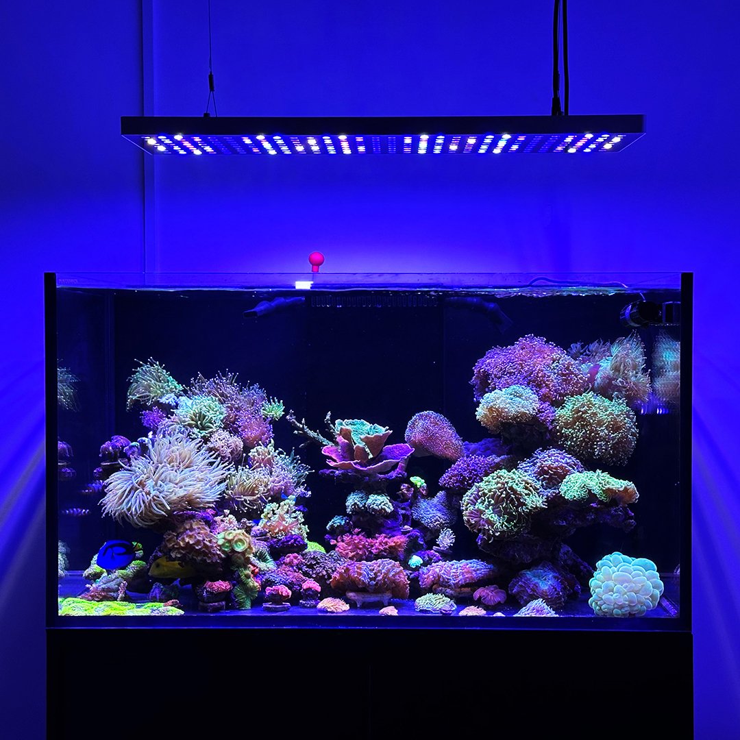 Reef LED Aquarium Light MicMol Aqua Max 900 Marine Full Spectrum App Control LED Aquarium Lighting SPS LPS Corals Fish Tank