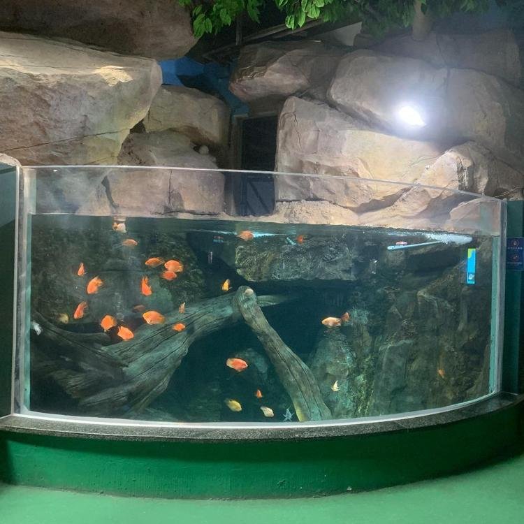 aquariums & accessories rimless shark tank jellyfish aquarium