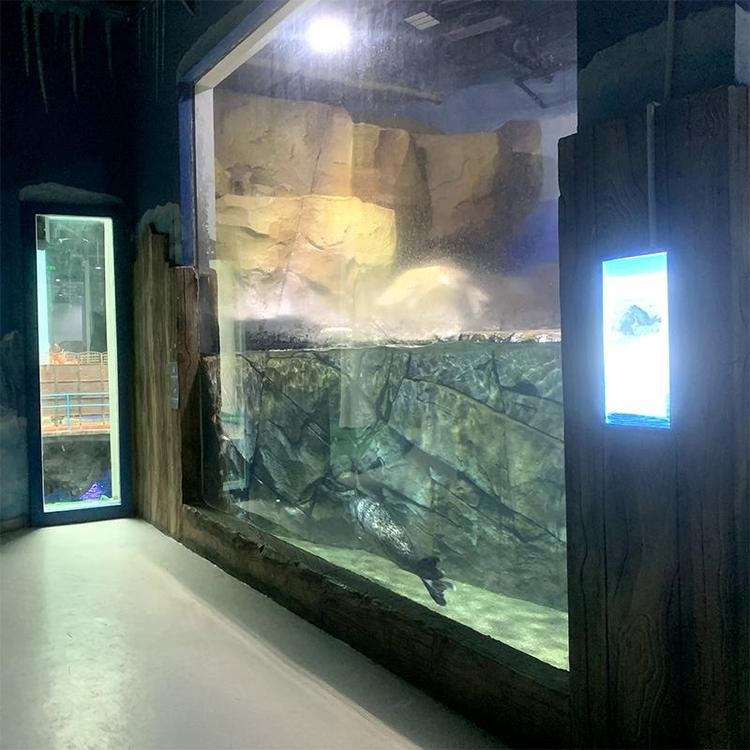 aquariums & accessories rimless shark tank jellyfish aquarium