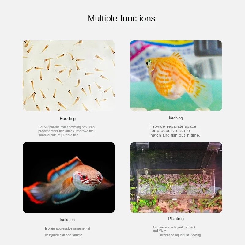 Aquascaping Water Plants Holder Plastic Aquarium Tank Wall Hanging Vase with Fish Species for Indoor and Outdoor Use