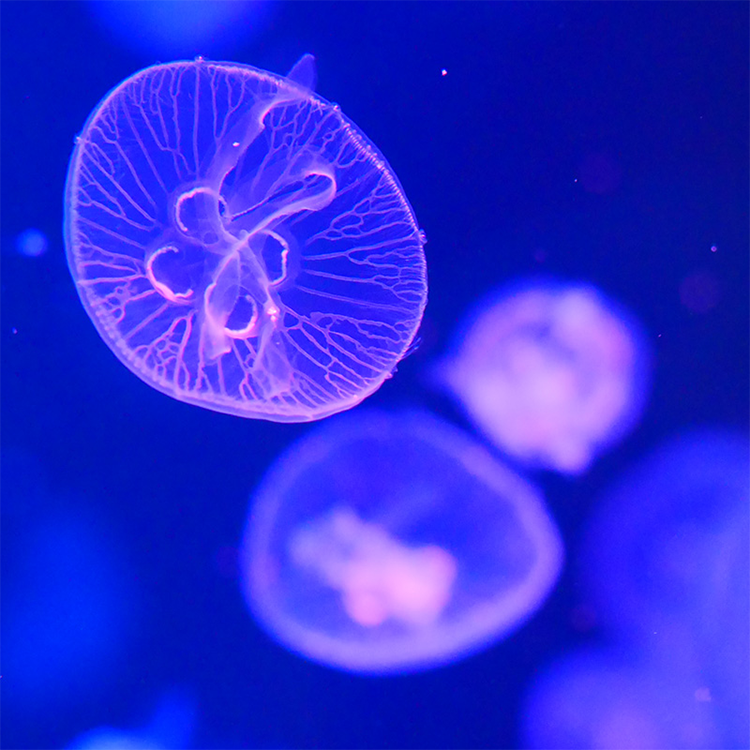 Modern Style Decorative Acrylic Jellyfish Aquarium For Restaurant And Hotel