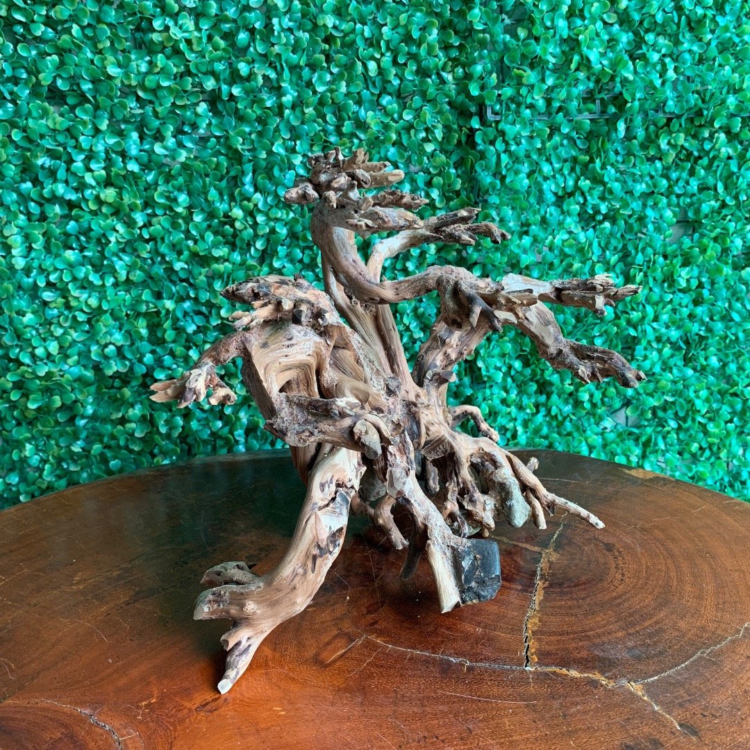 Bonsai driftwood to decorate aquariums from natural forests of Vietnam, M102.1