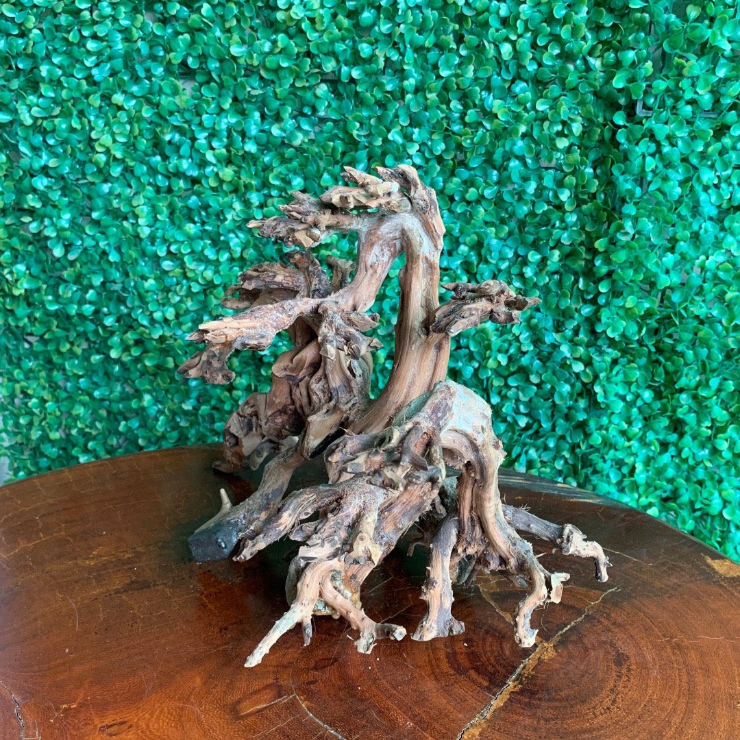 Bonsai driftwood to decorate aquariums from natural forests of Vietnam, M102.1