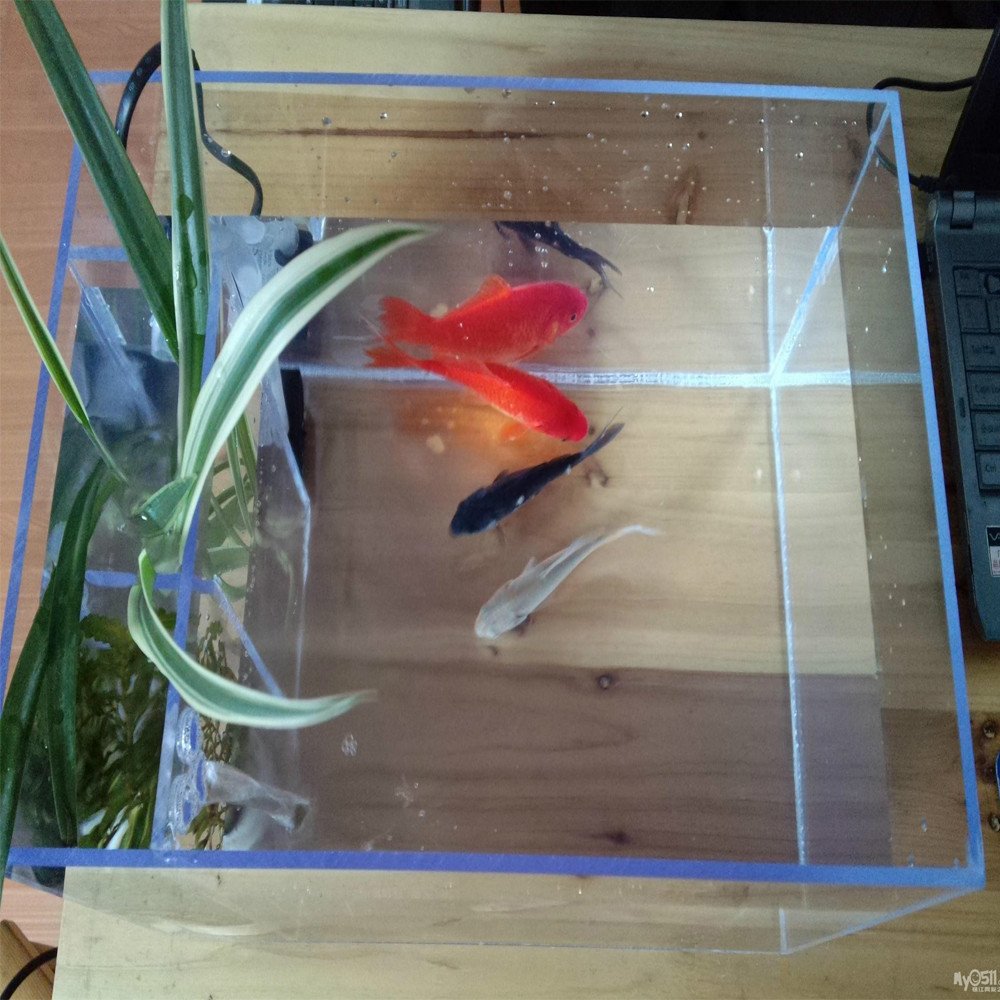 Fish Tank New Product Acrylic Aquariums,clear Acrylic Plastic Exhibition Transparent Aquariums & Accessories Sustainable AW-A01