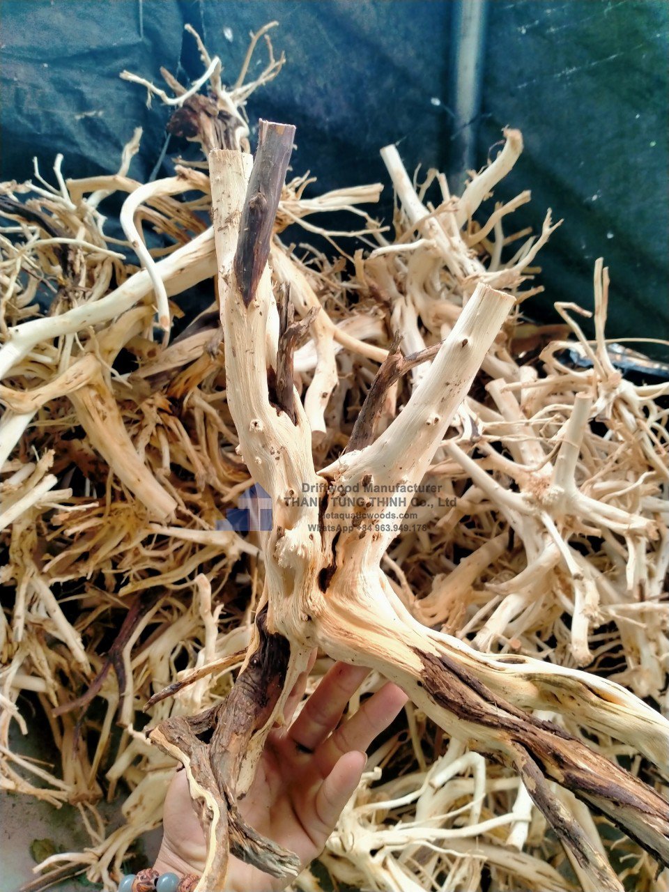 Natural Driftwood For aquarium accessories aquarium decoration WhatsApp +84 963 949 178