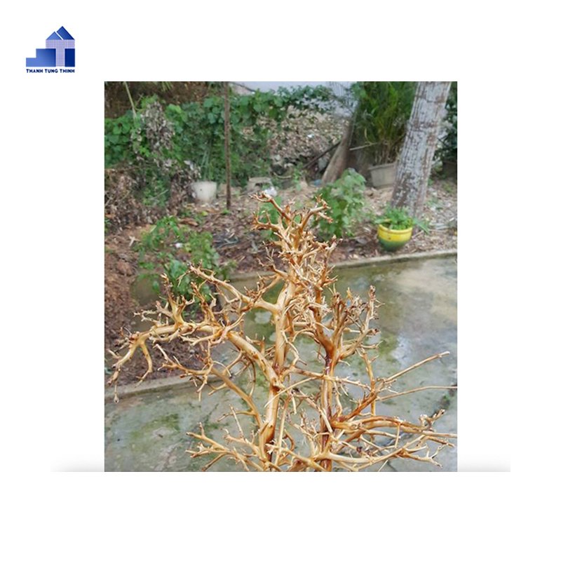 Wholesale Natural Driftwood collected from Vietnam Natural Forests WhatsApp +84 963 949 178