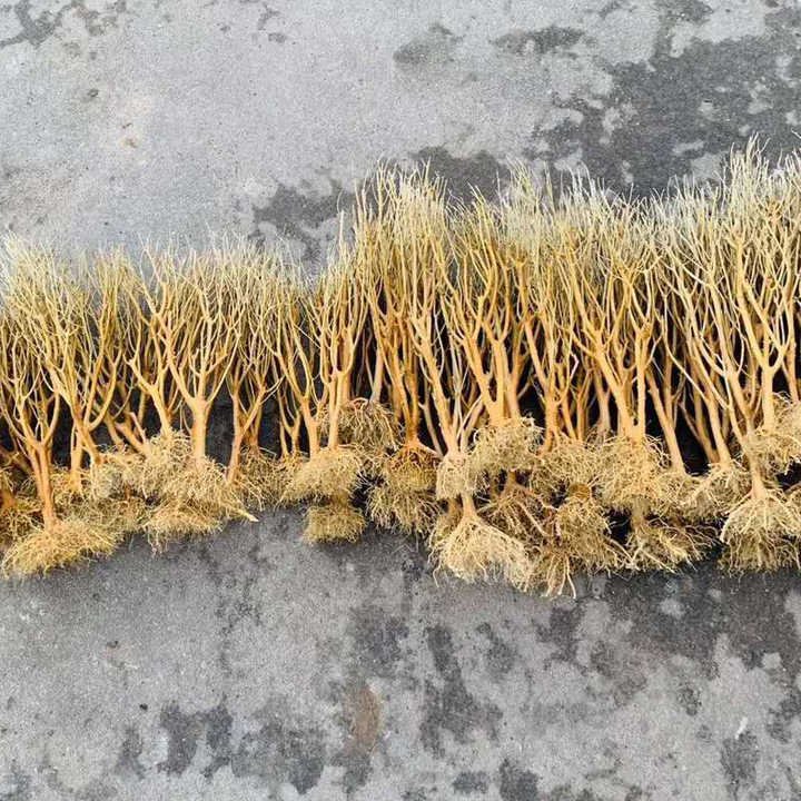 Aquarium landscaping decorative driftwood has boiled Moss tree landscaping wood fish tank Moss tree roots sunken wood aquarium