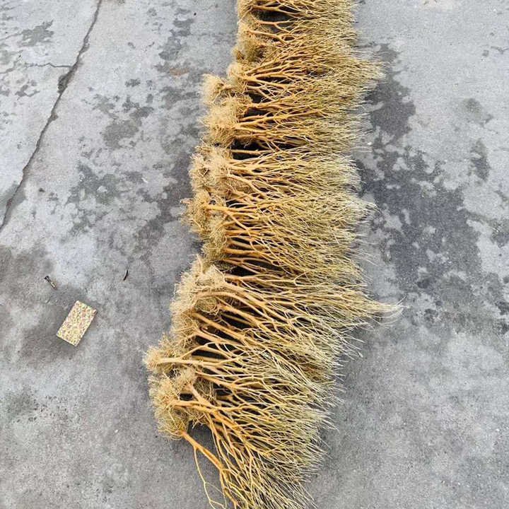 Aquarium landscaping decorative driftwood has boiled Moss tree landscaping wood fish tank Moss tree roots sunken wood aquarium