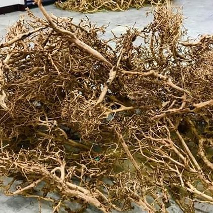Wholesale quality yellow aquarium driftwood root