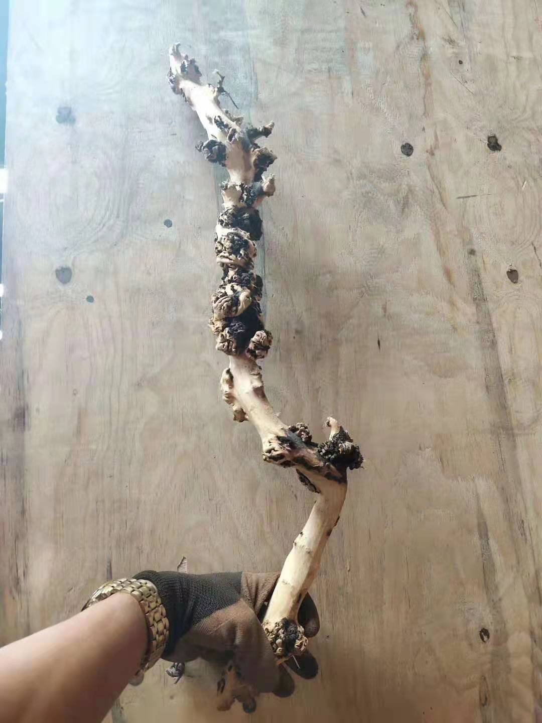 Nice wooden root natural aquarium driftwood factory price Drift Wood Pieces Root Branches Aquarium Driftwood