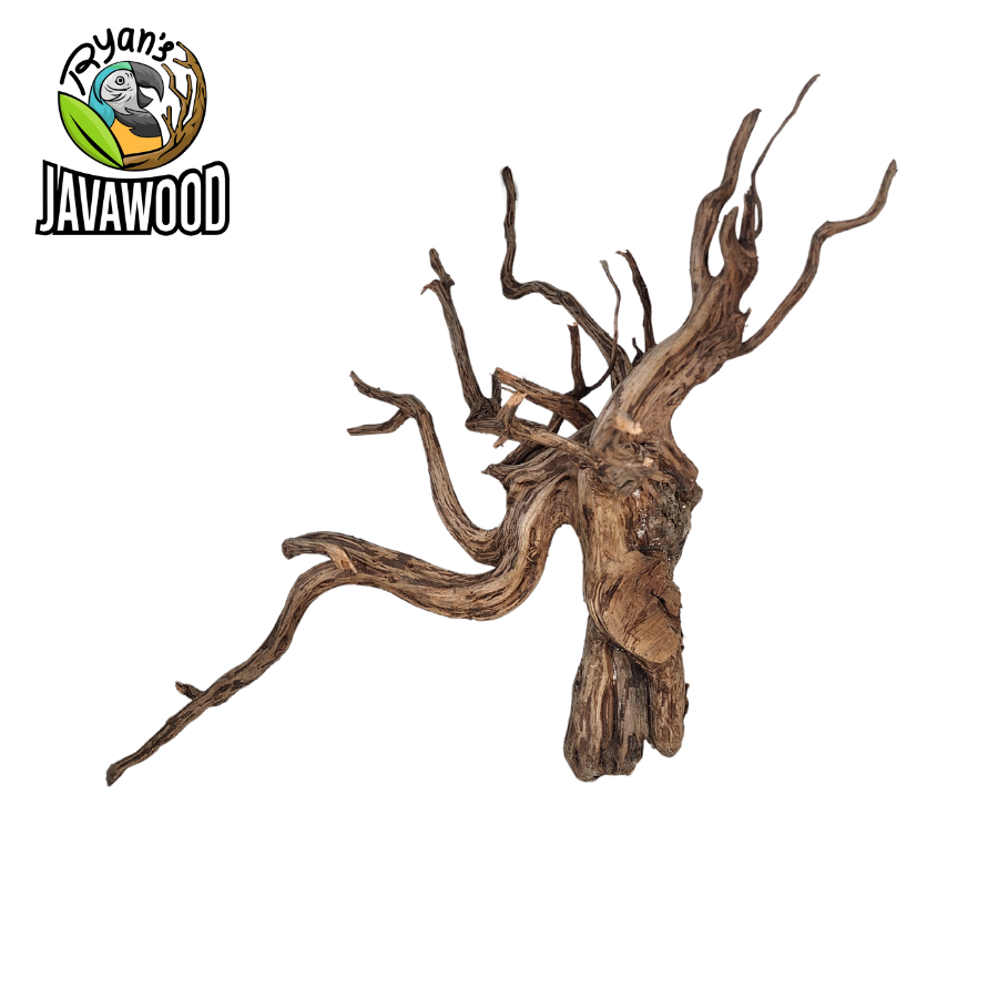 best selling natural shape spider wood for aqua scape or aquarium altingia excelsa original from Indonesia