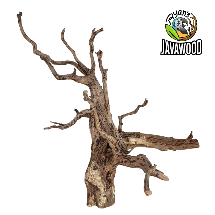 best selling natural shape spider wood for aqua scape or aquarium altingia excelsa original from Indonesia