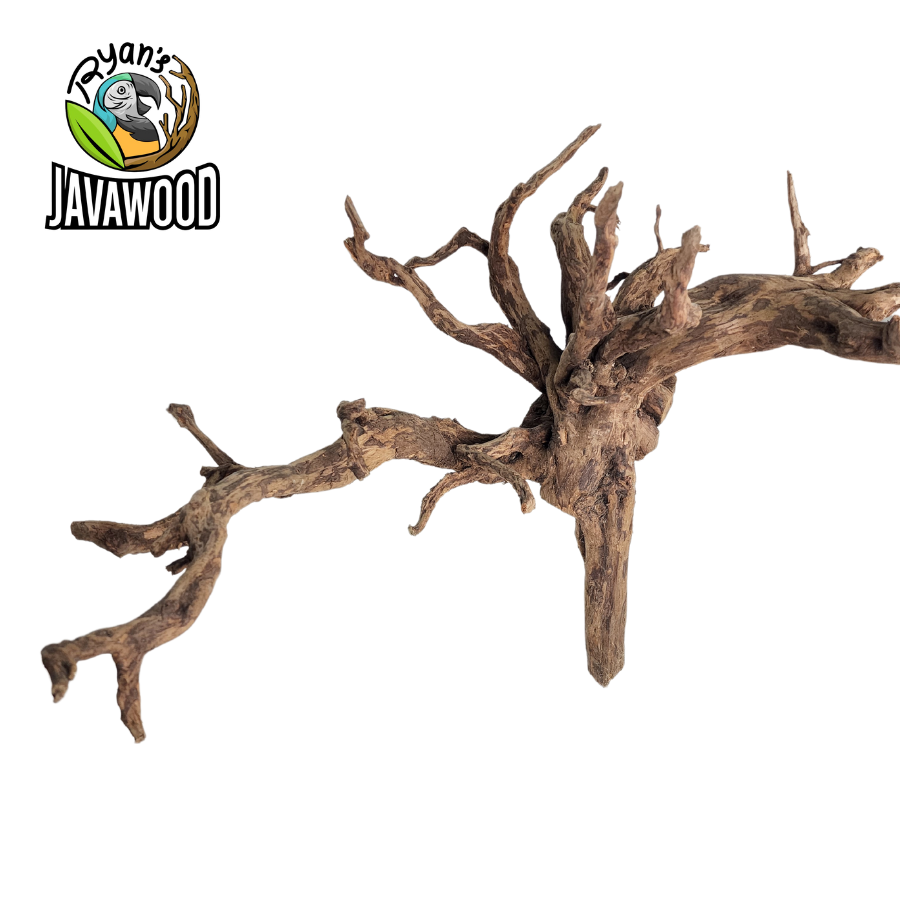 best selling natural shape spider wood for aqua scape or aquarium altingia excelsa original from Indonesia