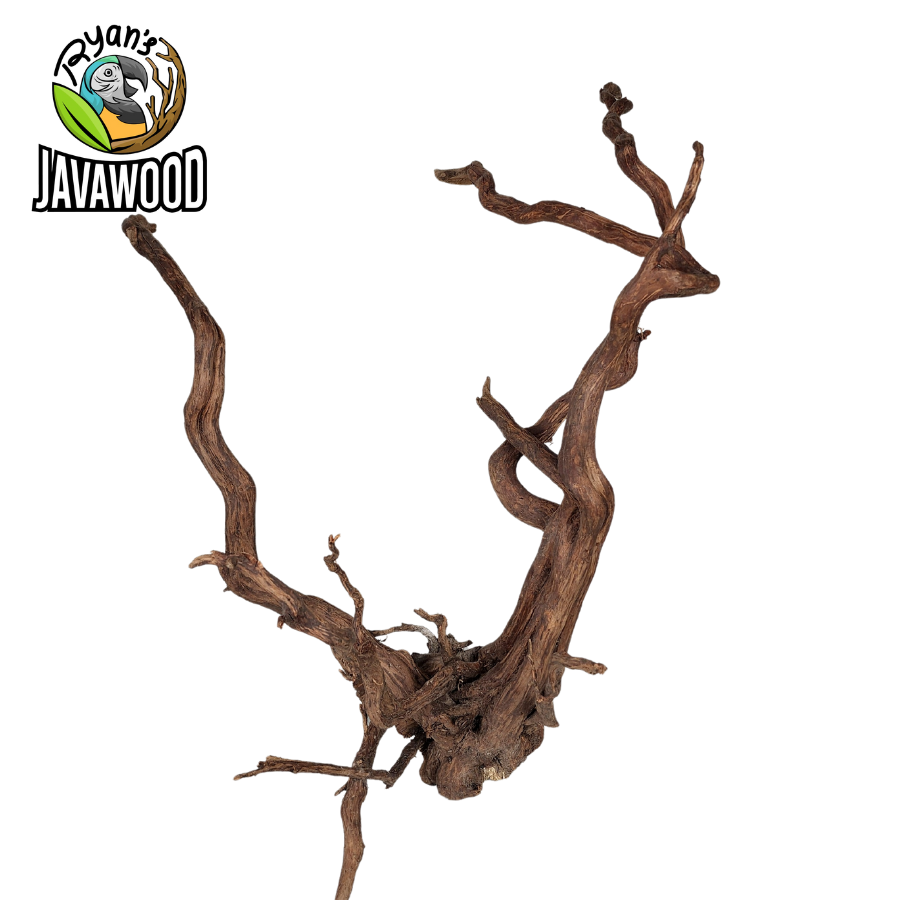 best selling natural shape spider wood for aqua scape or aquarium altingia excelsa original from Indonesia