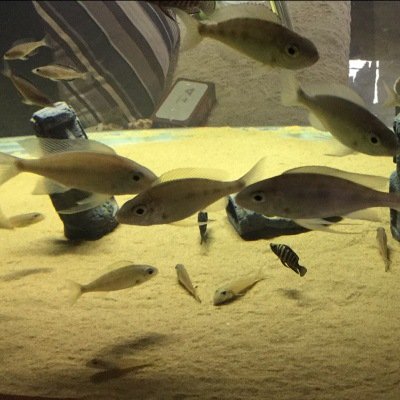 Aquarium Accessories Decoration Reptile Easter Island Stone Sculpture Resin Landscape Crafts of Ancient Roman Figures