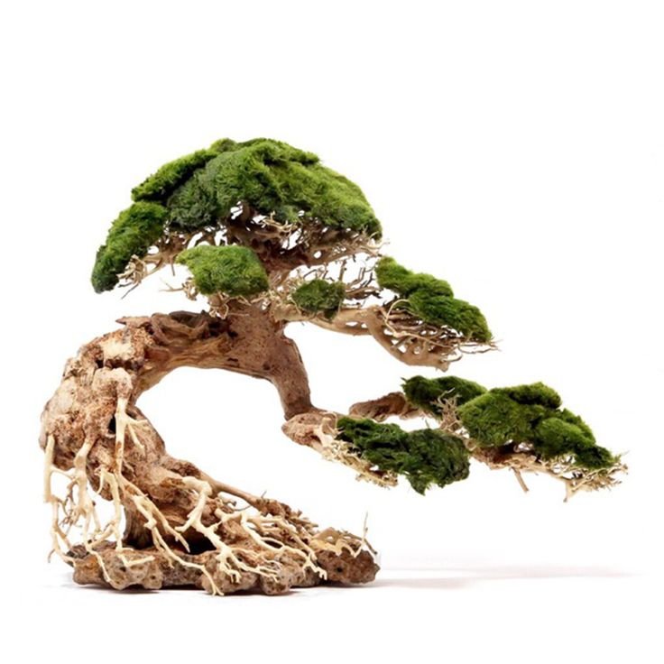 Hot 2024 Bonsai driftwood with moss for your aquarium decor tank/home garden WhatsApp: +84 937 545 579