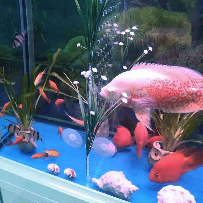 Aquarium Fish Tank Divider Isolation Board Plastic Aquarium Panel Separator