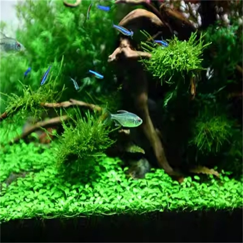No Need to Clean Fish Accessory Aquarium Mud Simple to Use for Fish Planting The Water Grass Water Grass Mud