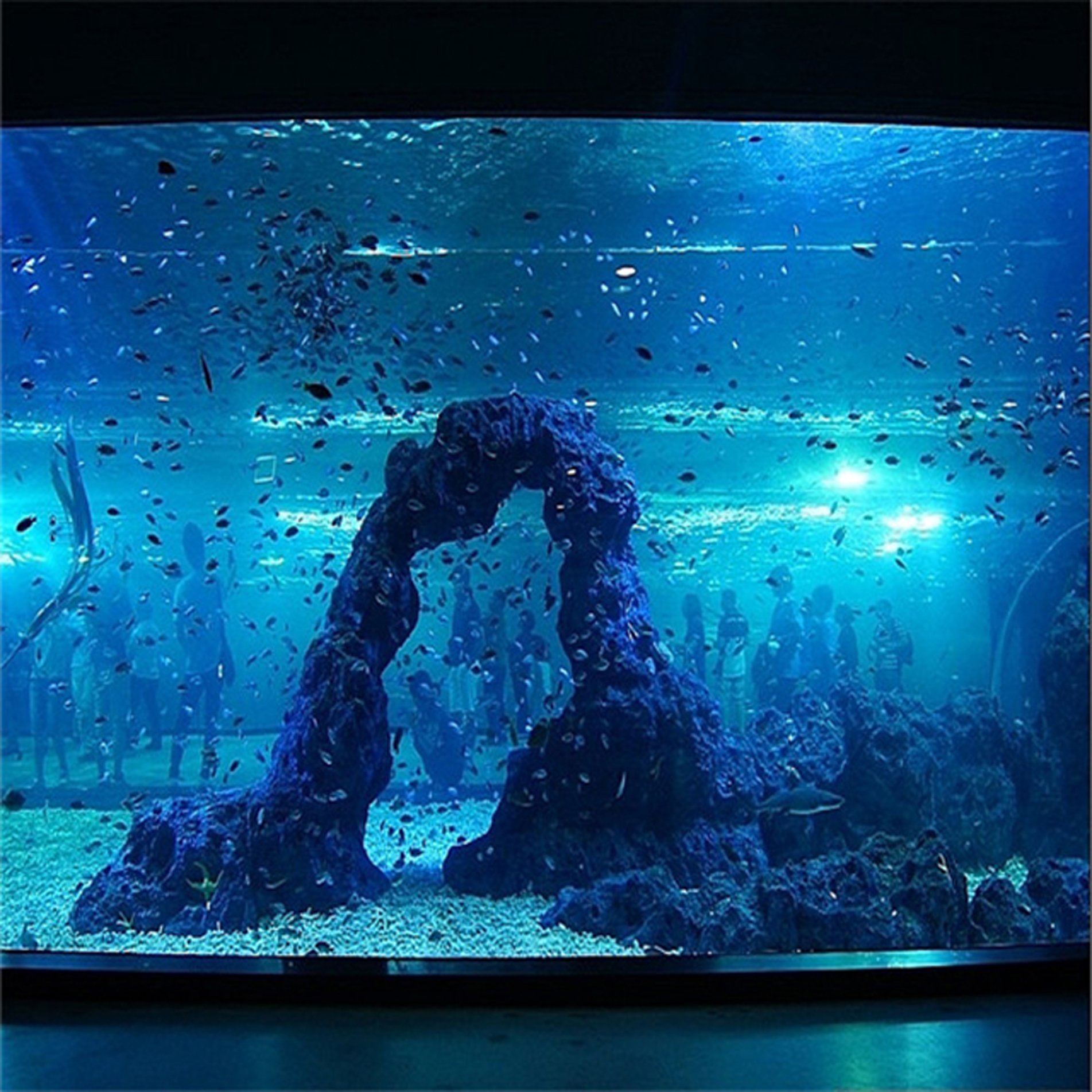 Custom Shape Cylinder Rectangle Clear Fish Aquarium Tank Glass 2021 China Aquariums & Accessories 5l Plastic Water Tank Fish