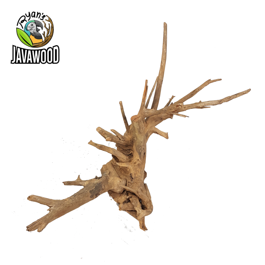 High Quality Natural Bonsai Crown wood Aqua scaping For Plant Aquarium Tank home decoration from Central Java Indonesia
