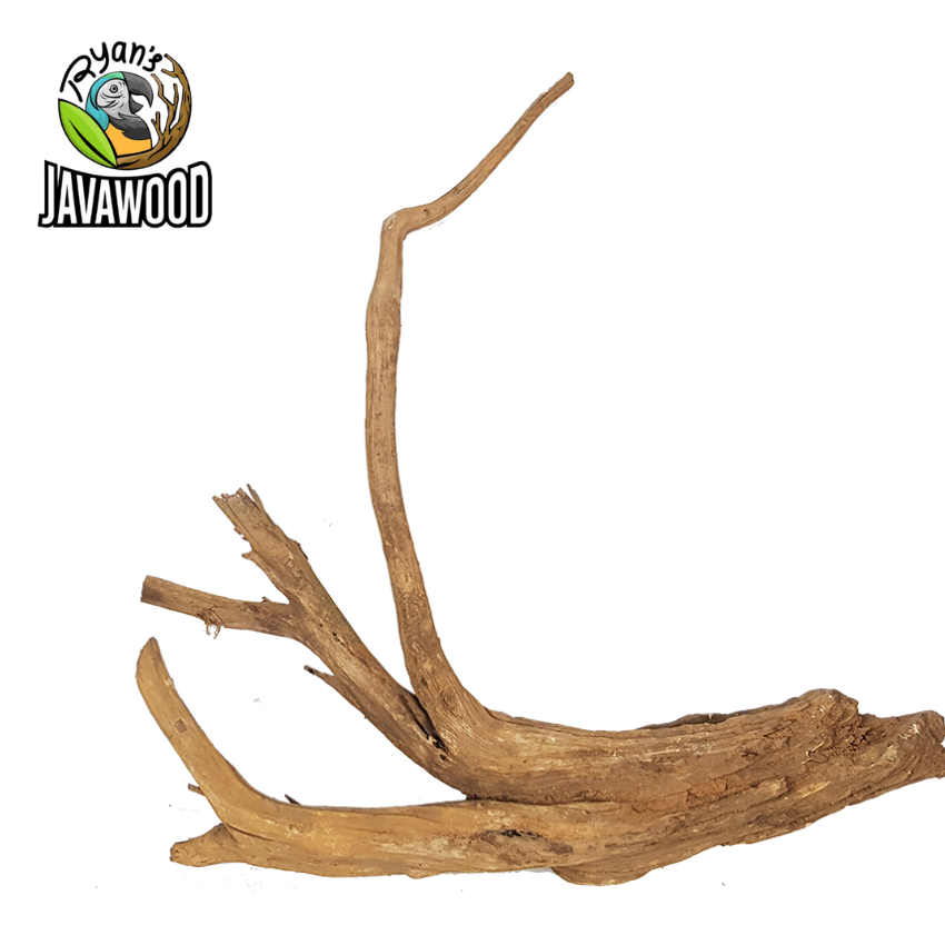High Quality Natural Bonsai Crown wood Aqua scaping For Plant Aquarium Tank home decoration from Central Java Indonesia