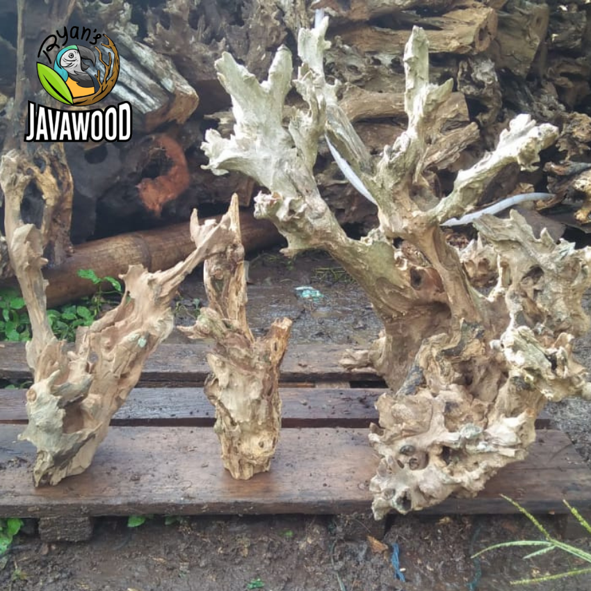 High Quality Natural Bonsai Crown wood Aqua scaping For Plant Aquarium Tank home decoration from Central Java Indonesia