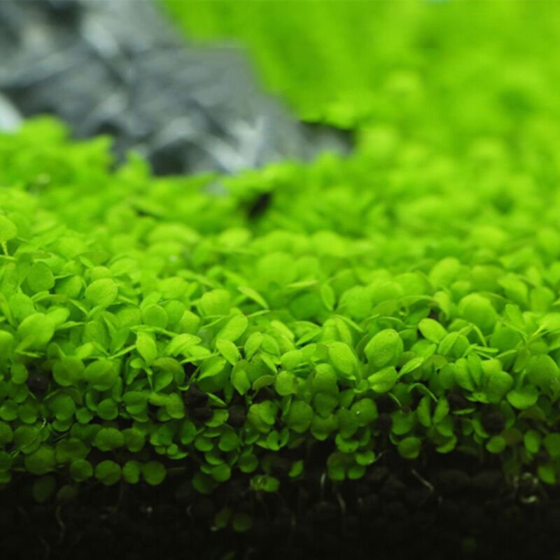 Quality Aquarium Aquatic Plants Aquarium Real Aquatic Plants