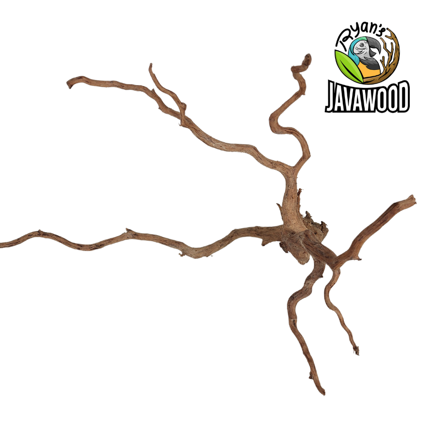 natural accessories and decoration aquascape spider wood and hardwood ALTINGIA EXCELSA original from Indonesia
