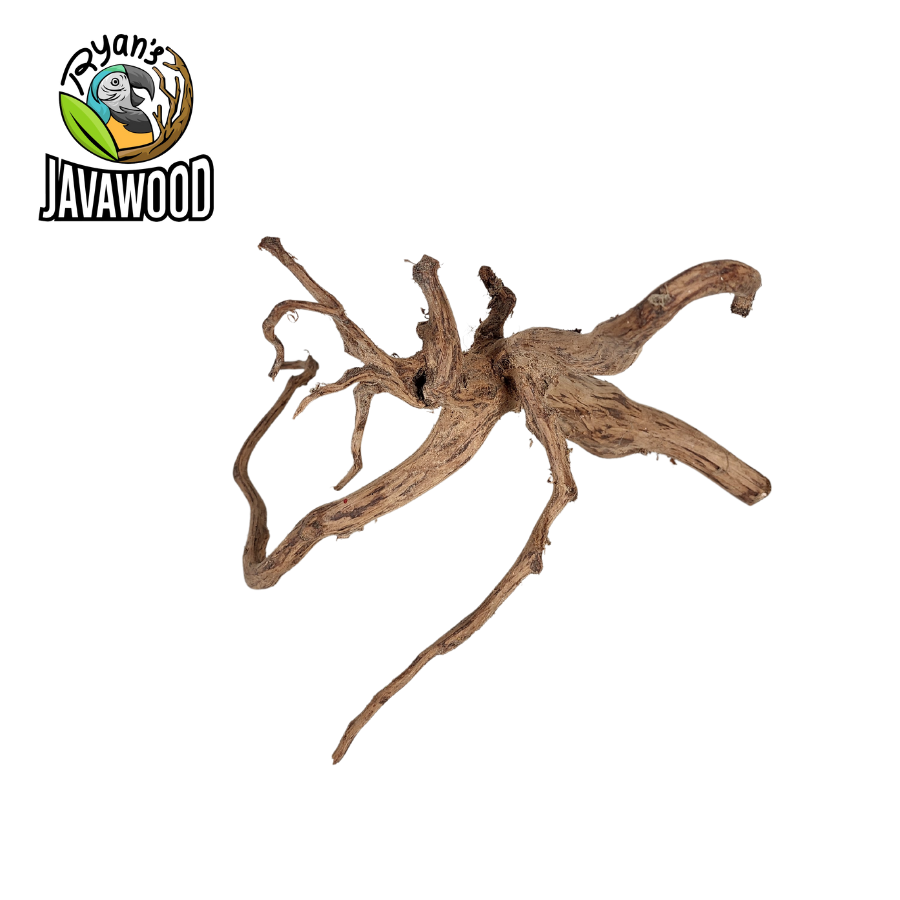 natural accessories and decoration aquascape spider wood and hardwood ALTINGIA EXCELSA original from Indonesia
