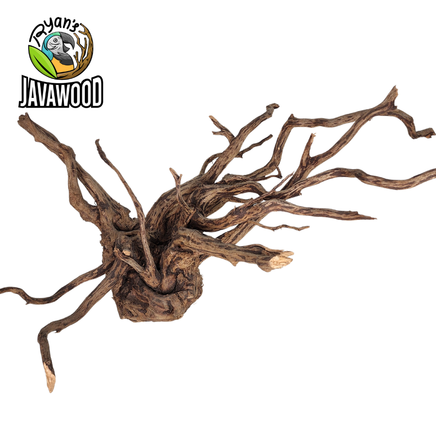 natural accessories and decoration aquascape spider wood and hardwood ALTINGIA EXCELSA original from Indonesia