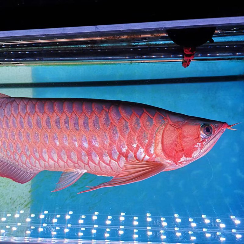aquariums & accessories LED lighting fish tank LED aquarium live plant tank fish tank lightsHigh-end aquarium diving lights