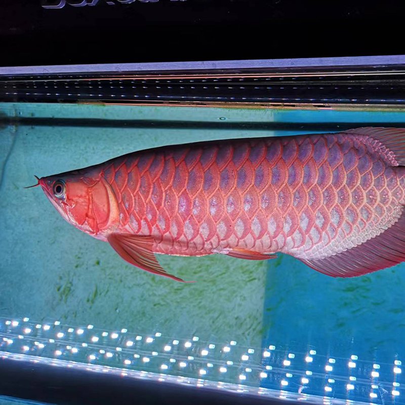 30w fish aquarium for homes LED lighting fish tank LED aquarium live plant tank fish tank lights High-end aquarium diving lights